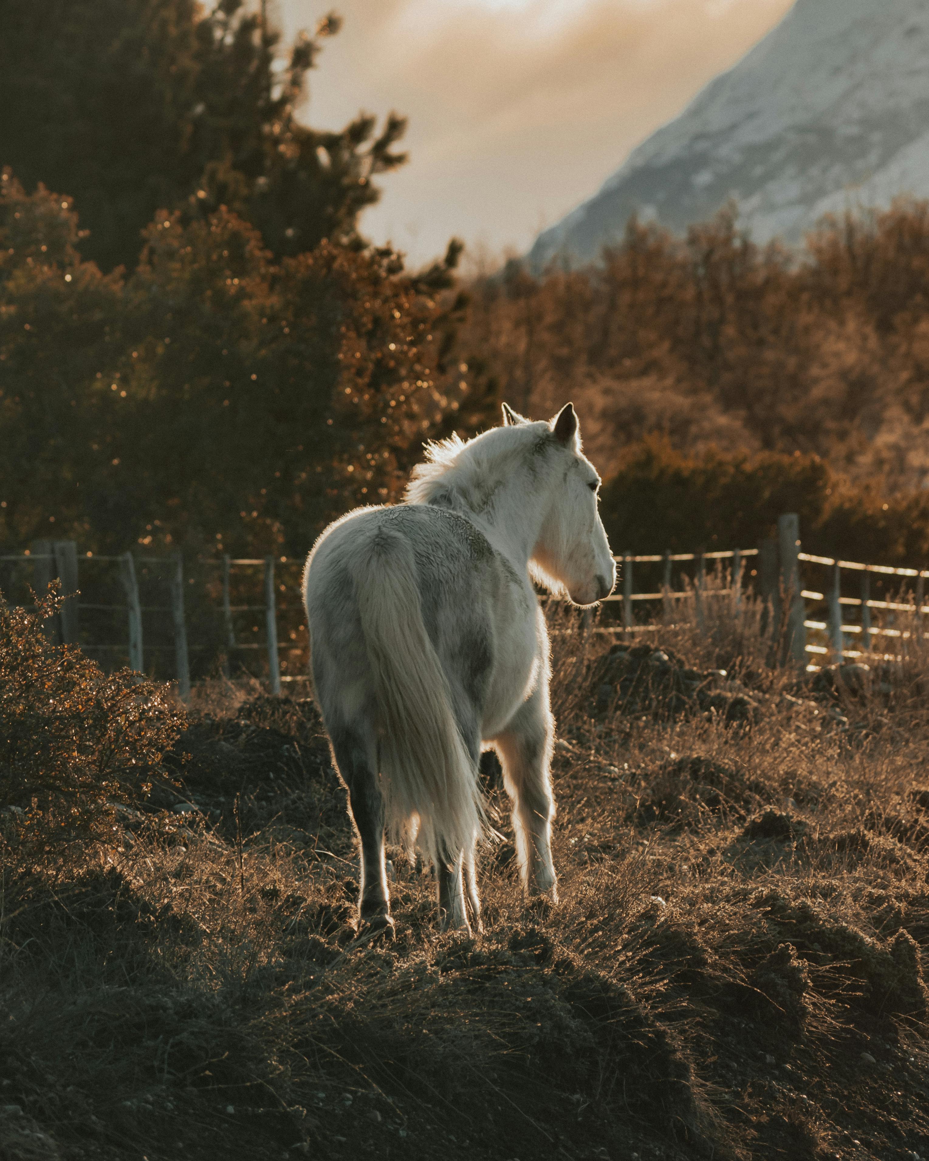 Photo manipulation source asset